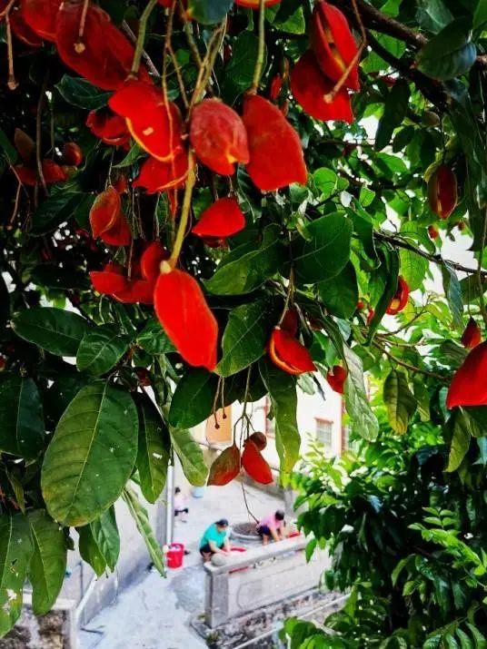 凤眼果树。朱婉姬摄