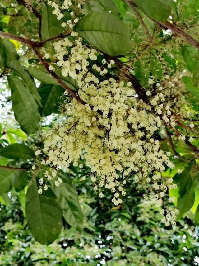 凤眼果树开出的花。朱婉姬摄