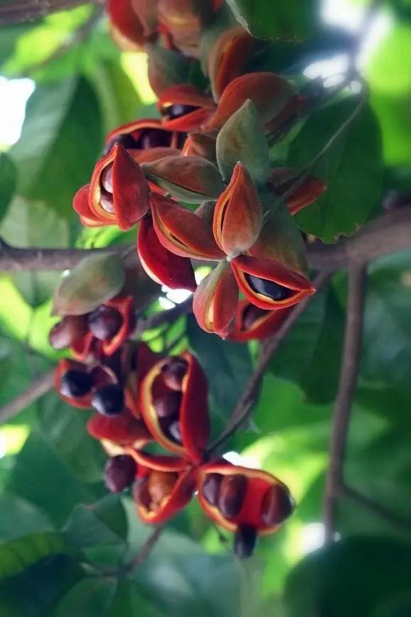 凤眼果。朱婉姬摄