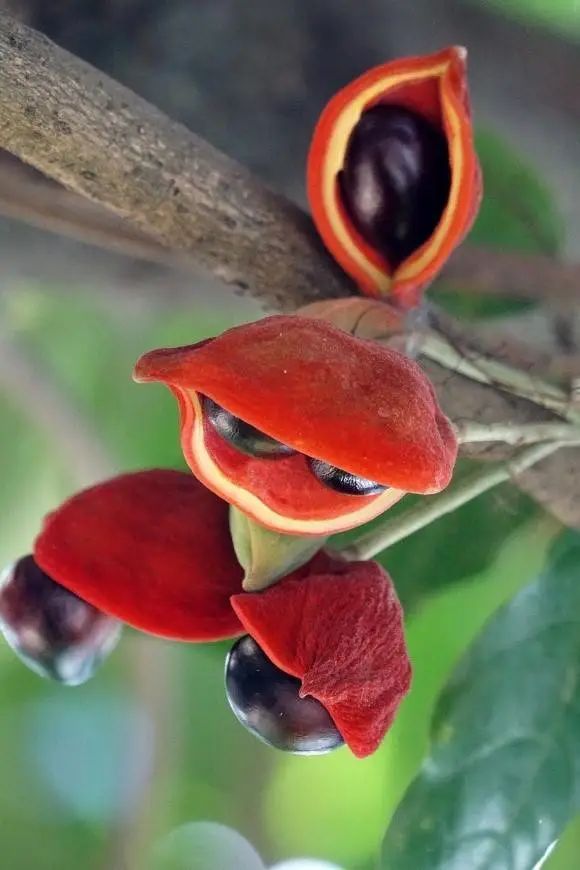 凤眼果果实。朱婉姬摄