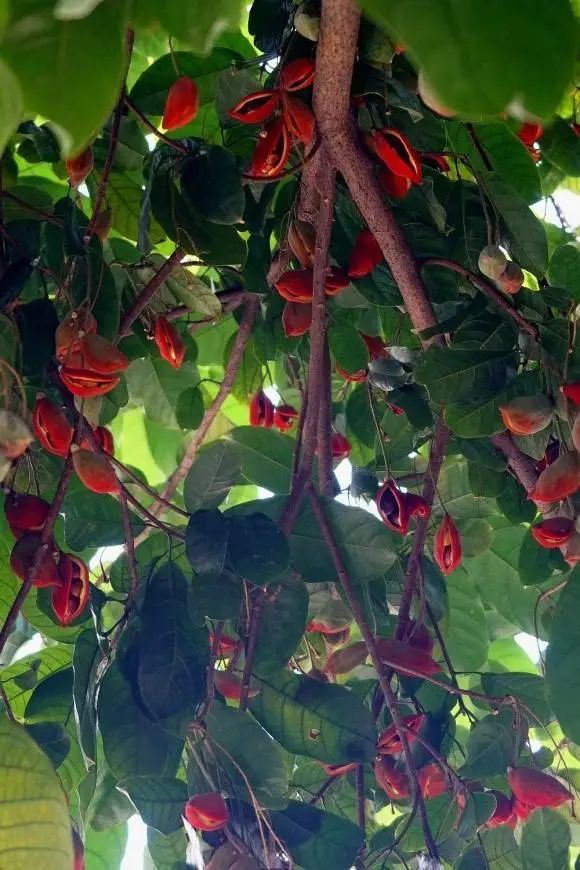 凤眼果树。朱婉姬摄