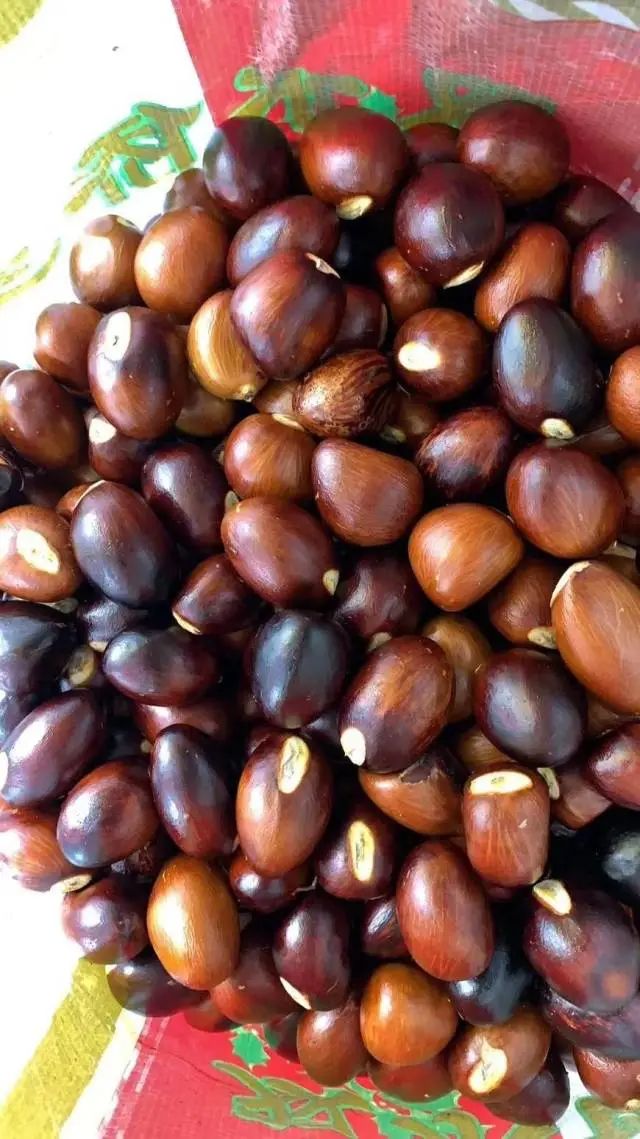 凤眼果果实。朱婉姬摄