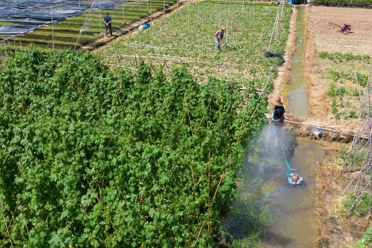 农民浇灌凉瓜田.png