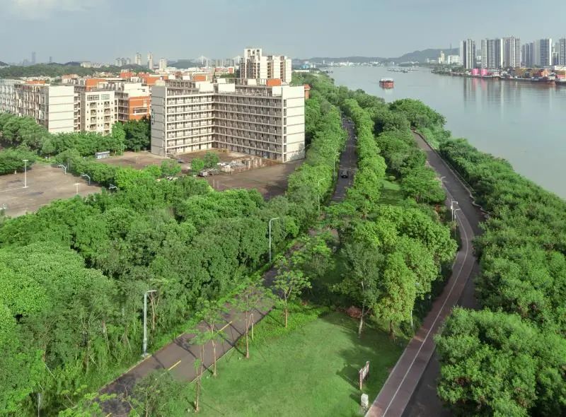 环岛碧道全长约17公里,构成一条完整的环岛慢行体系,形成潮连岛绿水环绕的景观特色。江门日报记者 周华东摄.jpg 图片