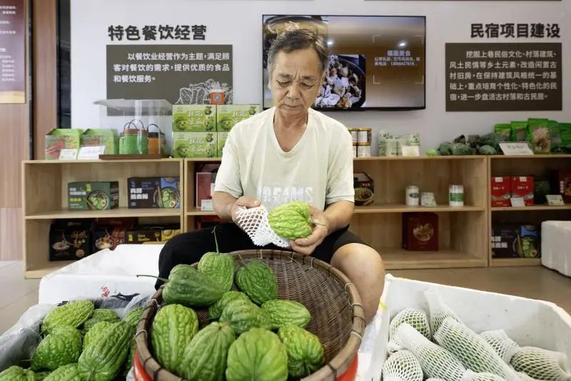 杜阮镇上巷村凉瓜合作社党支部成员黄成业在挑选凉瓜上市。该村是国家农产品地理标志杜阮凉瓜的核心产区、远近闻名的“凉瓜村”。是省“一村一品”专业村、去年集体经济收入为450万元。该村组建凉瓜合作社党支部,成立凉瓜产业服务有限公司,聘请乡村产业“CEO”,通过“党支部+合作社+公司+农户”,做活“凉瓜经济”,实现村民增收。江门日报记者 周华东摄.jpg 图片