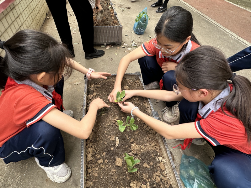 17.瑶芦小学 种植蔬菜.JPG